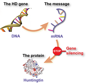 Gene silencing drugs reduce production of the harmful huntingtin protein by preventing cells from reading huntingtin's message molecule.