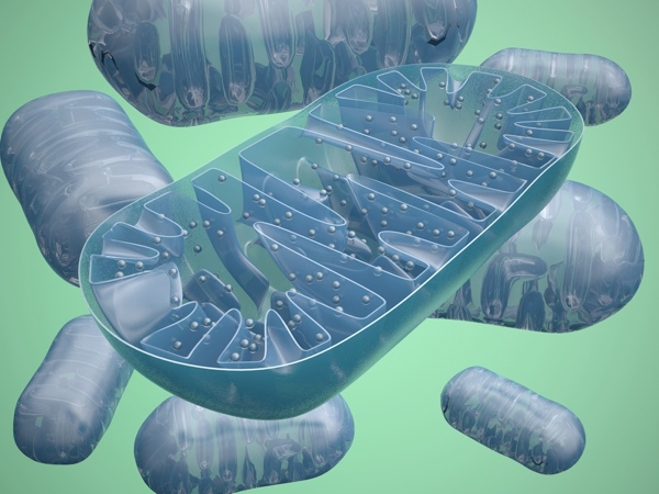 One of the major jobs of PPAR-delta is to help regulate mitochondria, the powerhouses of the cell