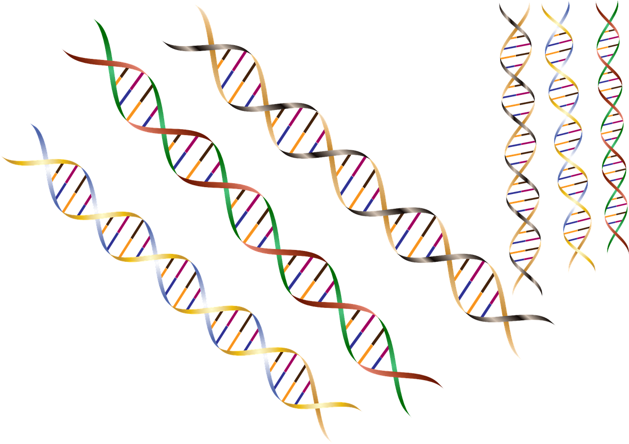 Genetic modifiers are small variations in the DNA code which can be drivers of earlier symptoms in people with Huntington’s disease  